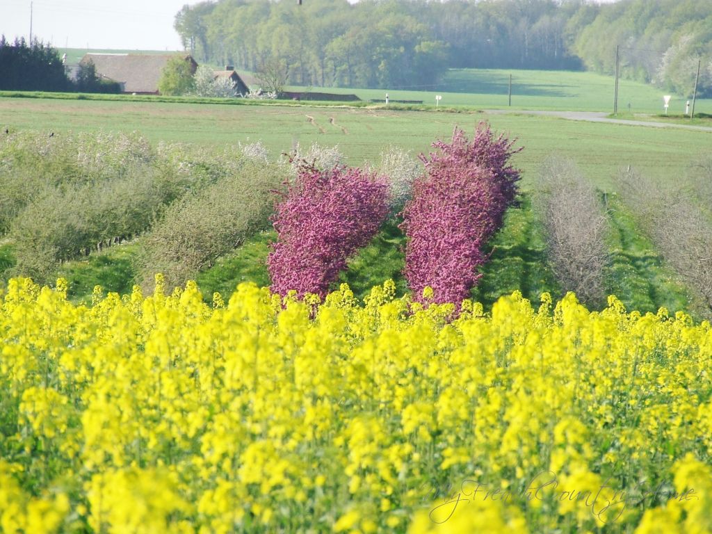 apple blossom in normandy