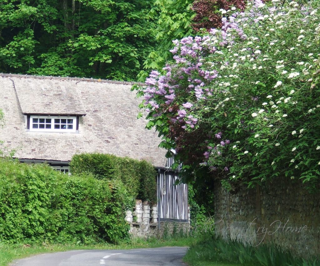lilac over walls in normandy