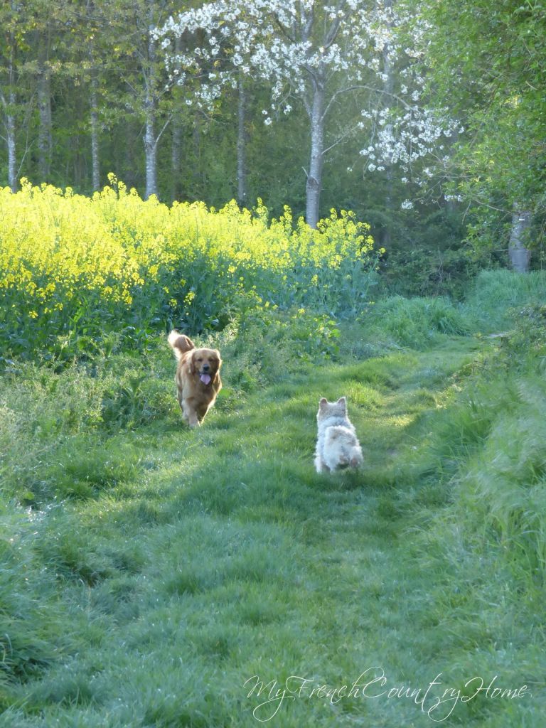 dogs running my canola field