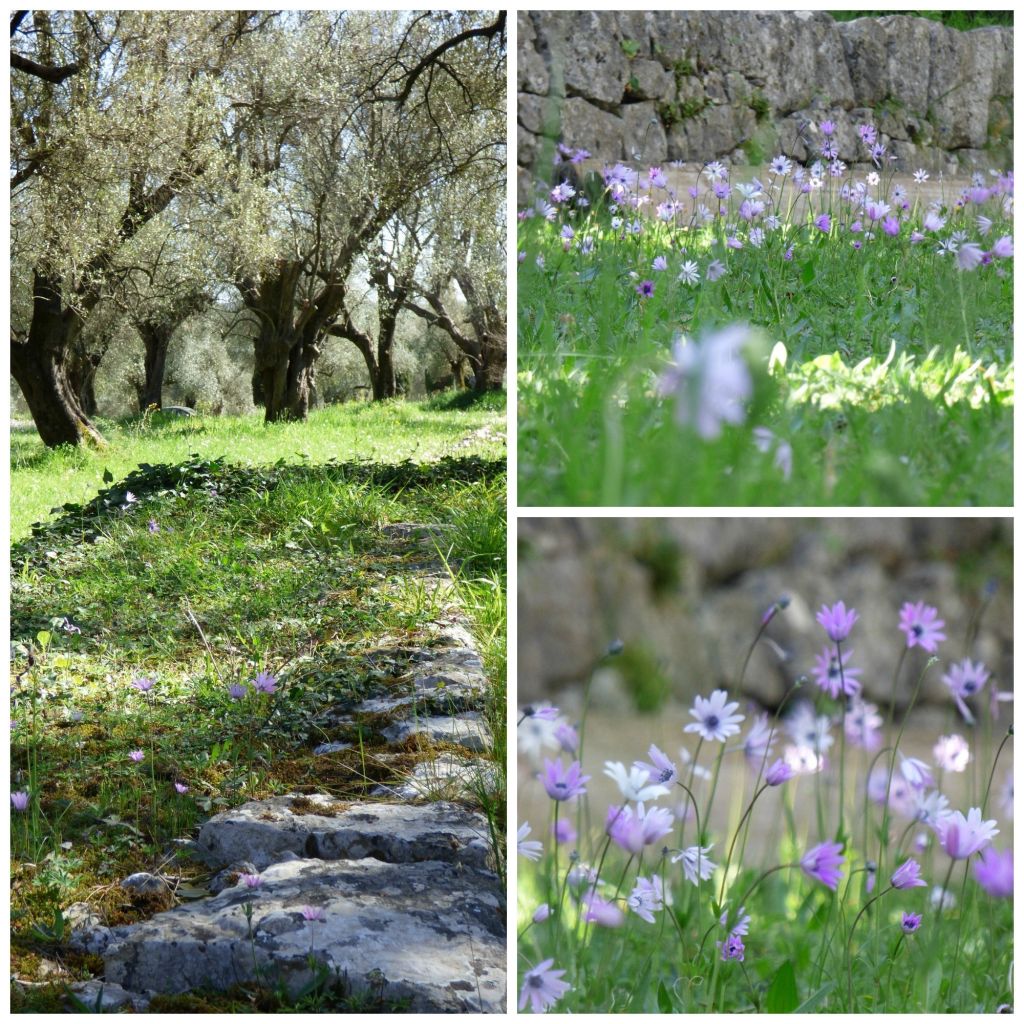 provencal garden around modern home