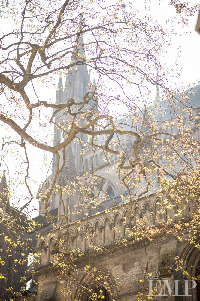 bayeux cathedral seen through branches