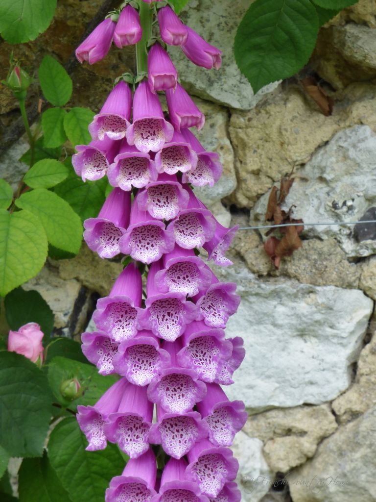 foxgloves against stone wall