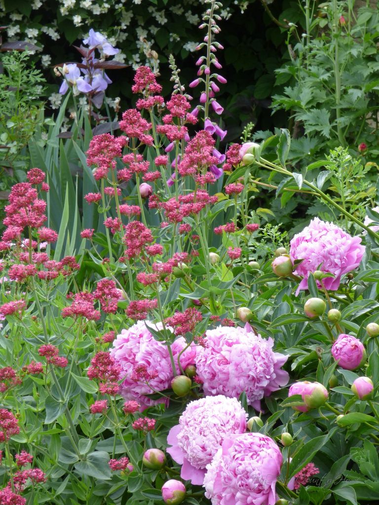 detail from flower bed in may