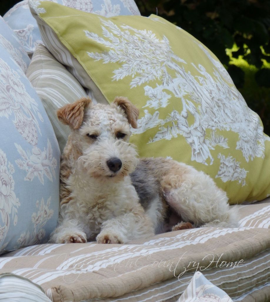fox terrier on cushions