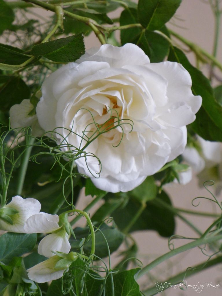 white roses and peas in a vase