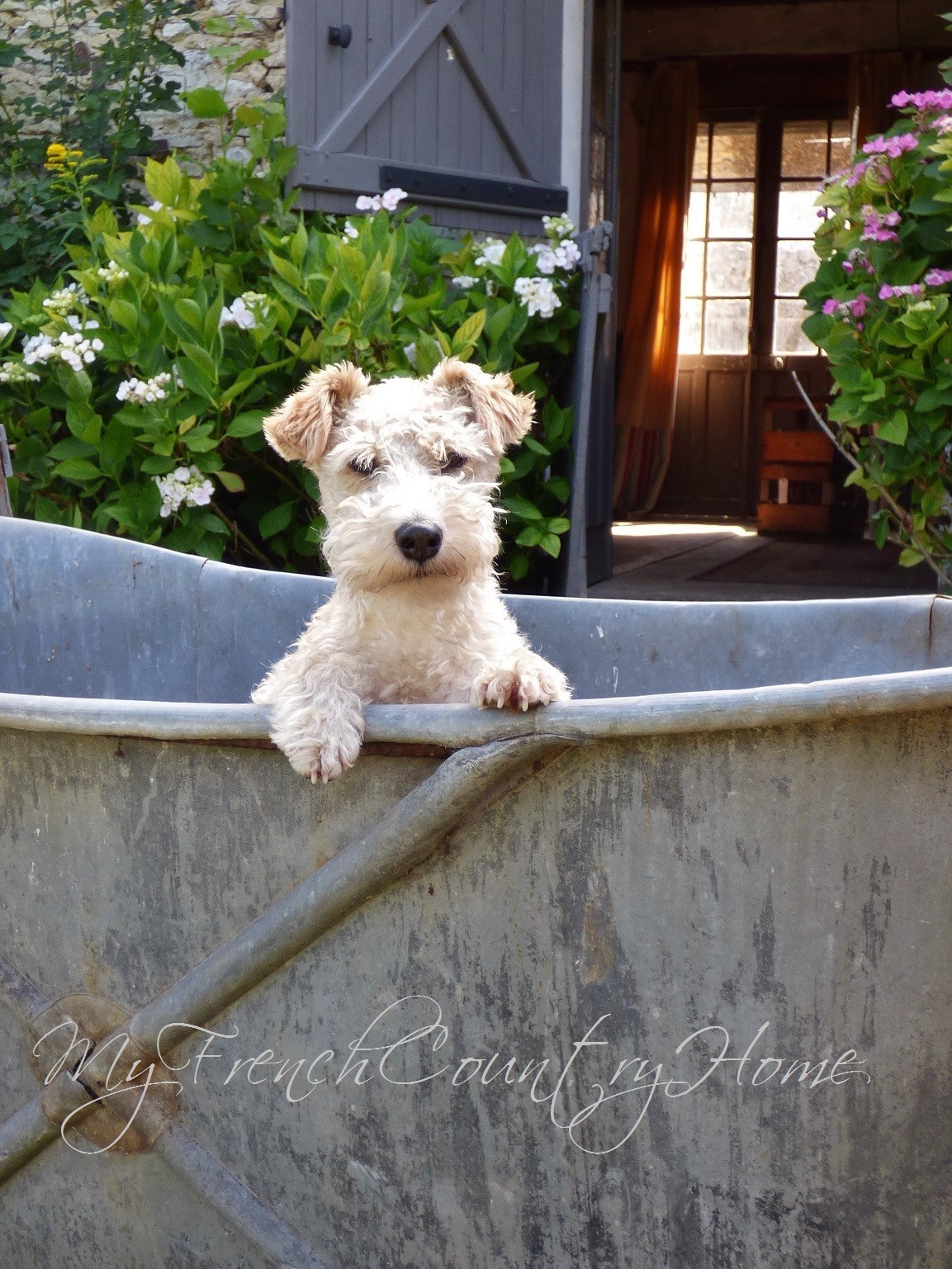 fox terrier ghetto in bathtub