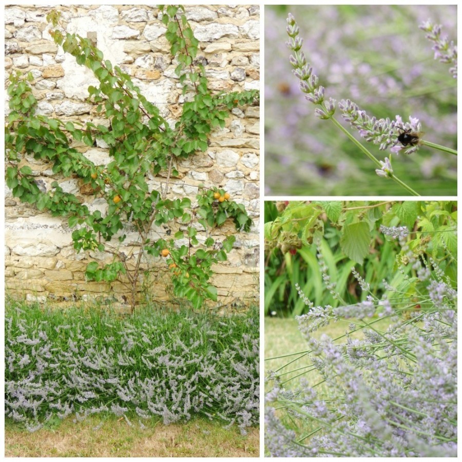 apricots growing against stone wall