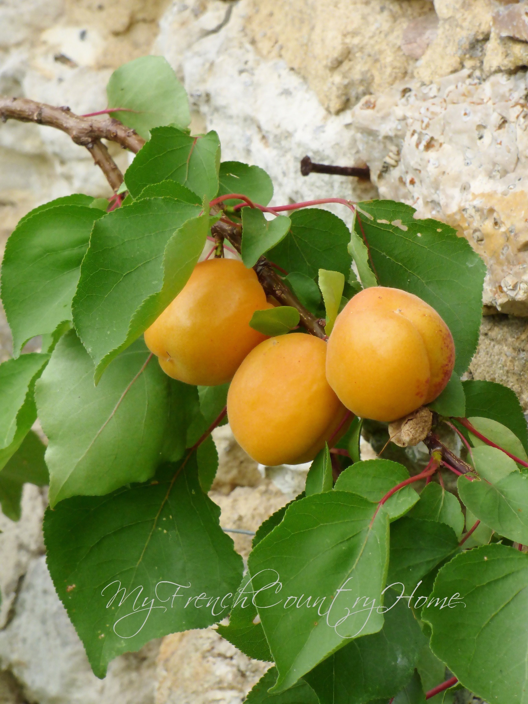 apricots growing against stone wall