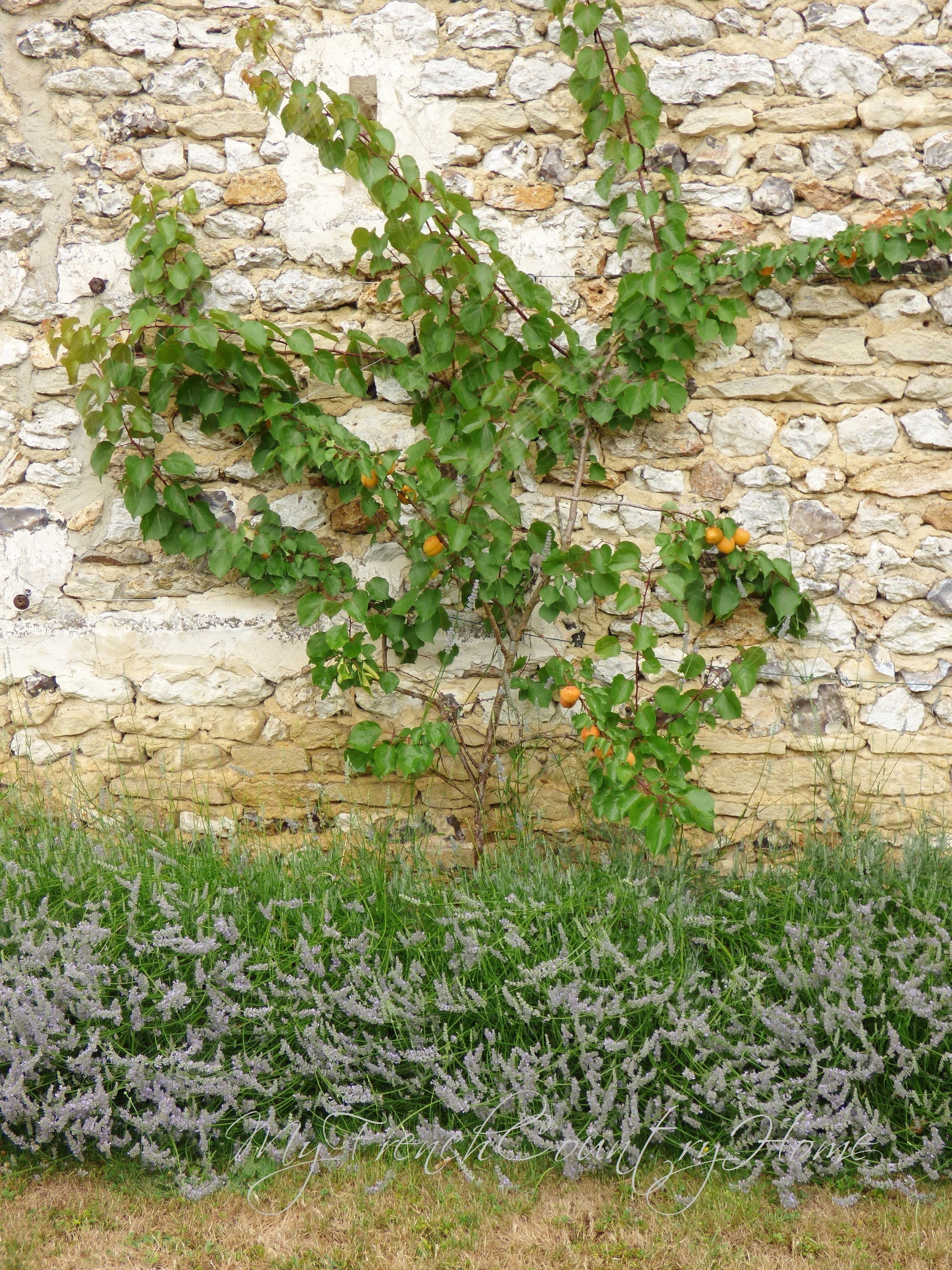 apricots growing against stone wall