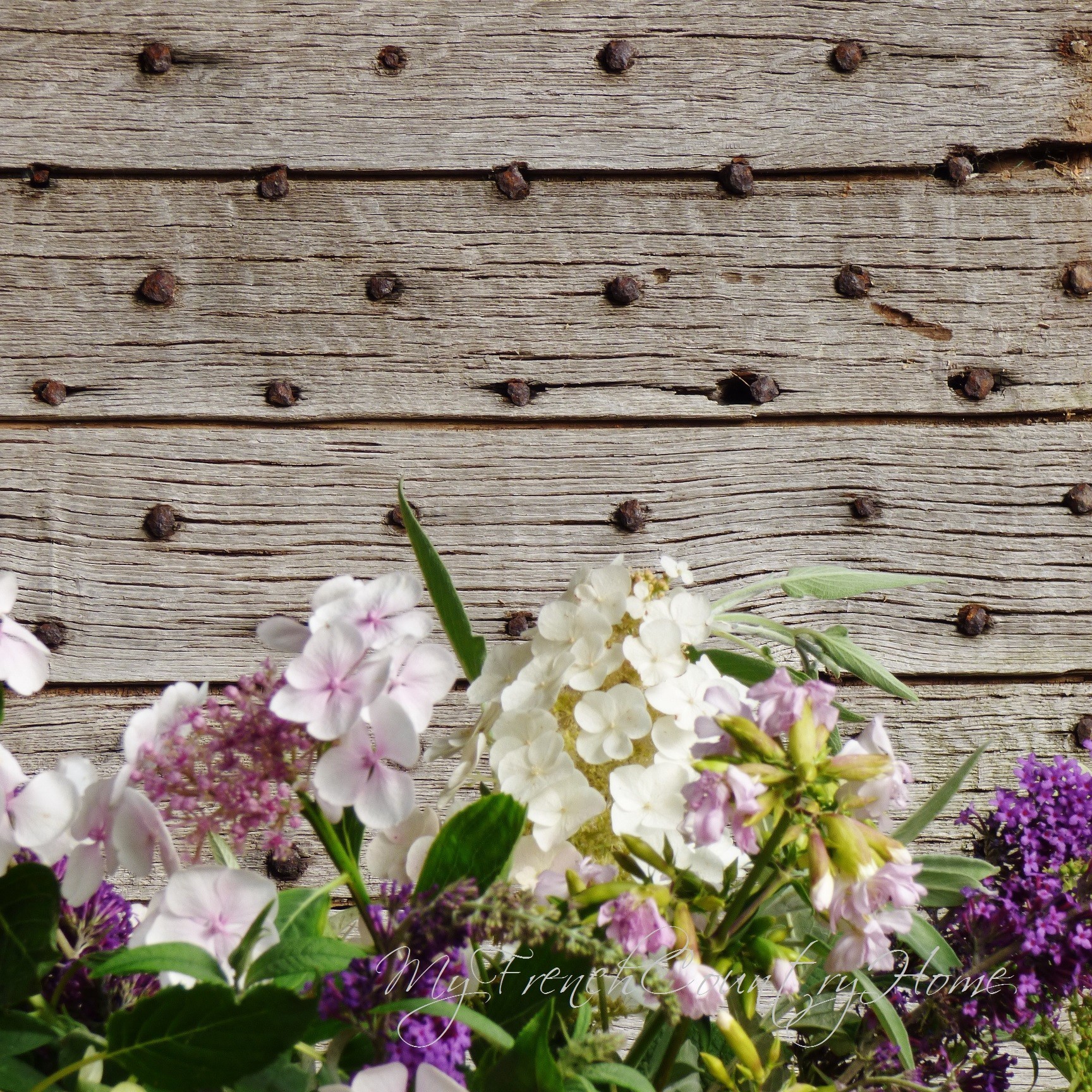 hydrangeas in a pot in front of old french doors