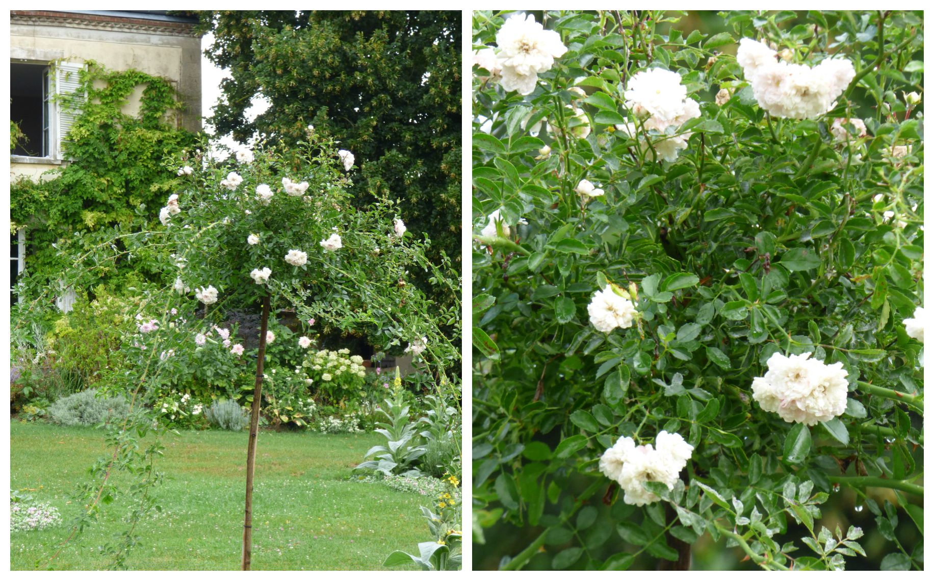 white dorothy rose, my french country home