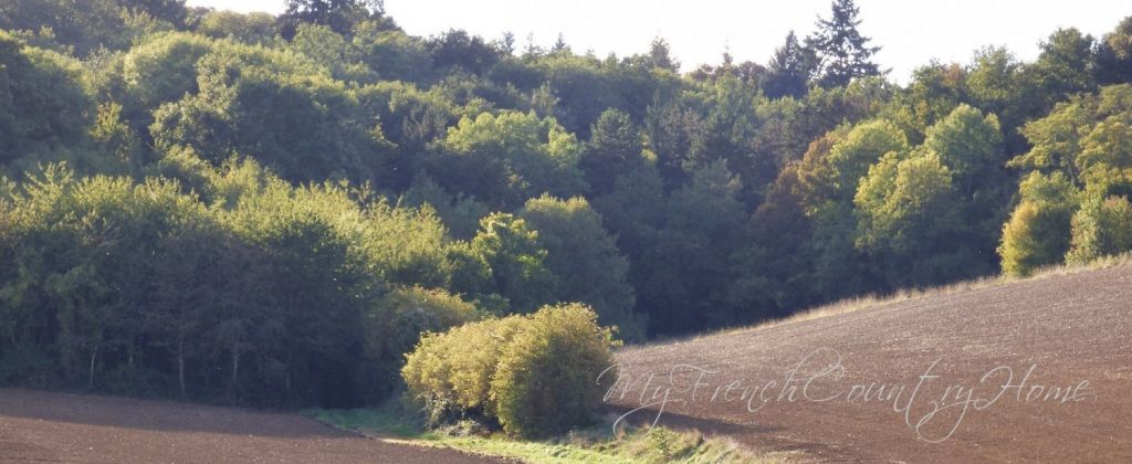 fields and forest in the autumn sunsine