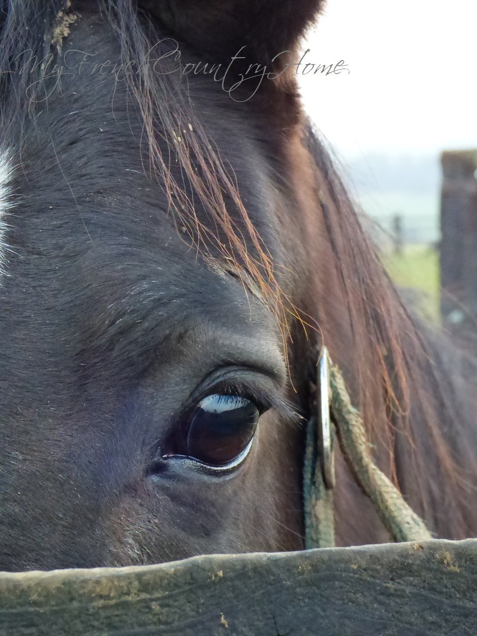 horse looking over fence