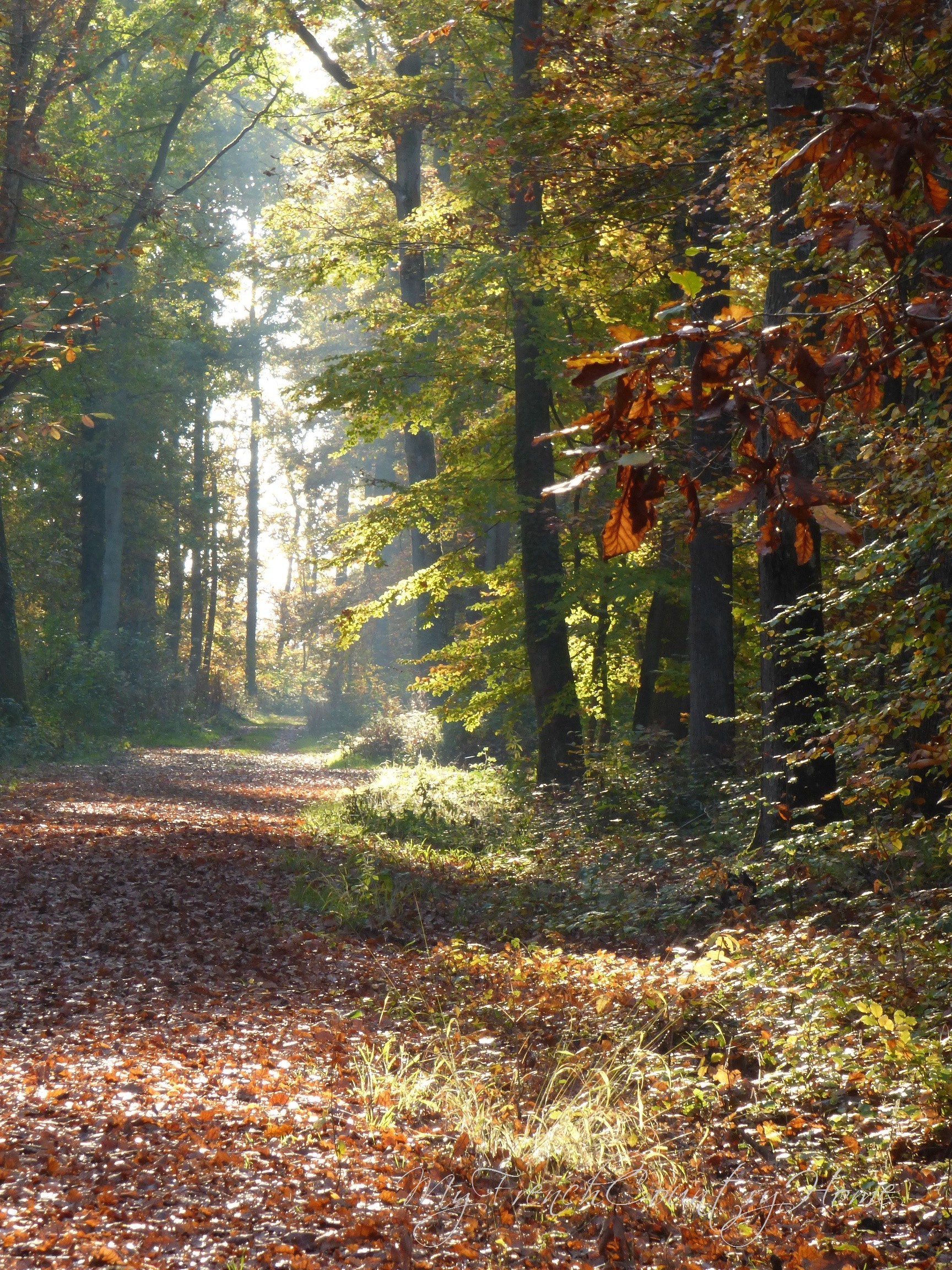 autumn path in the forest