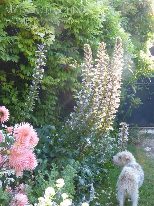dog loking at tall flowers in garden