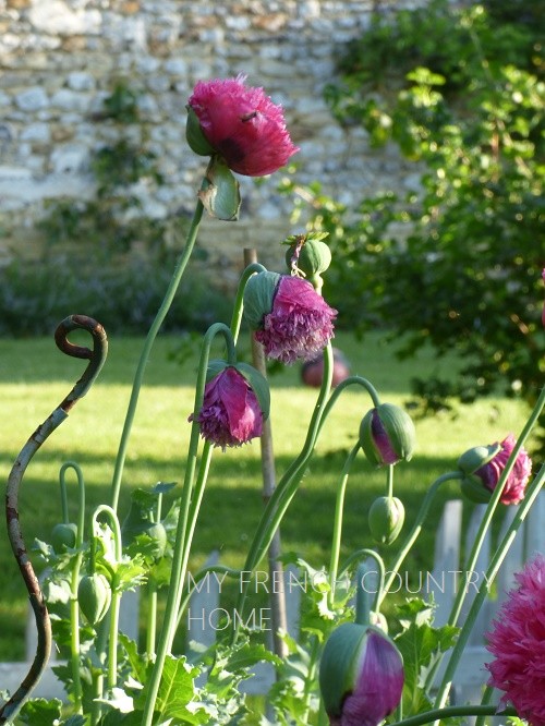 pink poppies growing in sunny garden