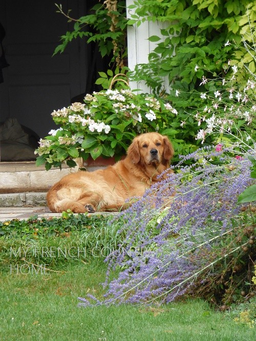 GOLDEN RETRIEVER LYING OUTSIDE COUNTRY HOUSE