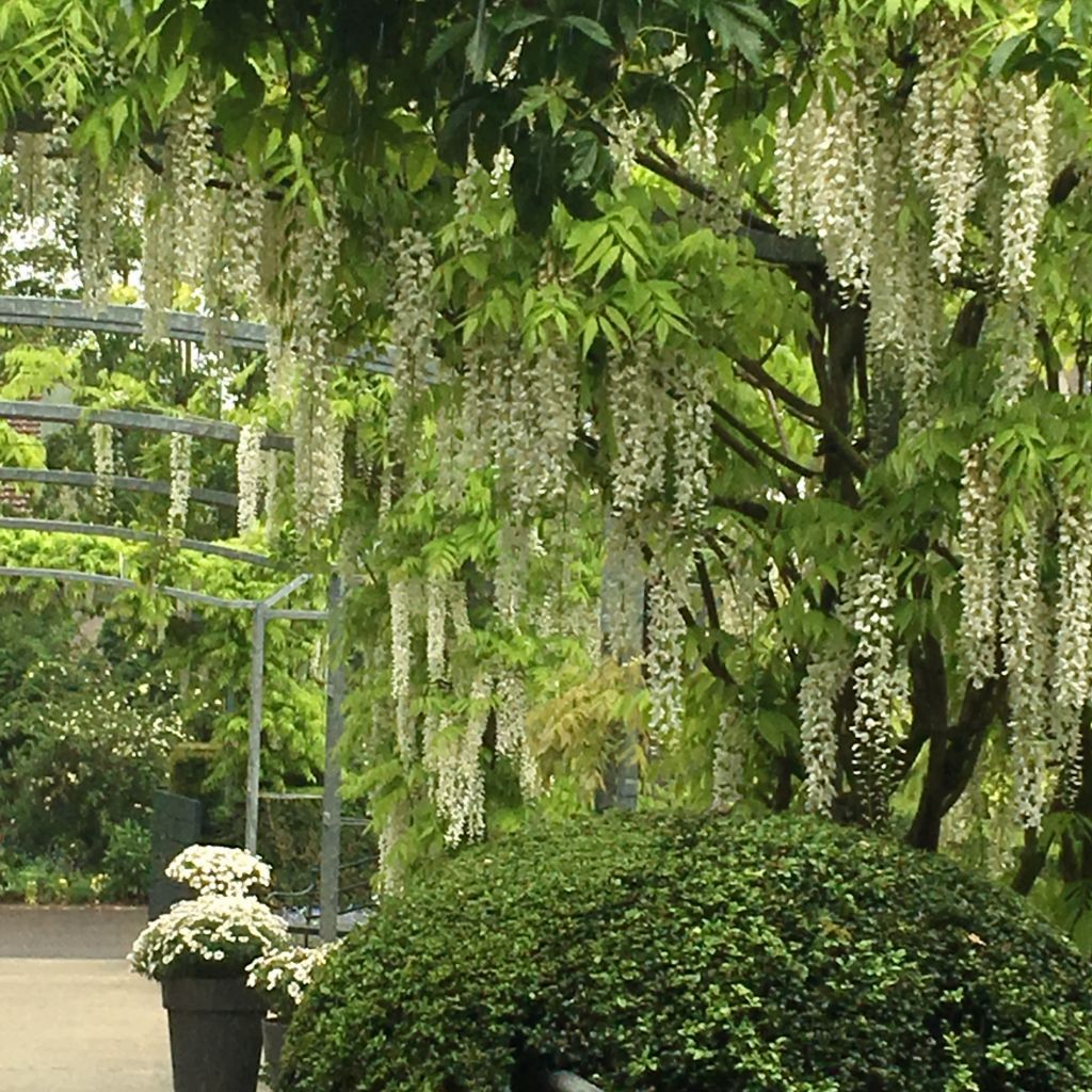 white wisteria in garden