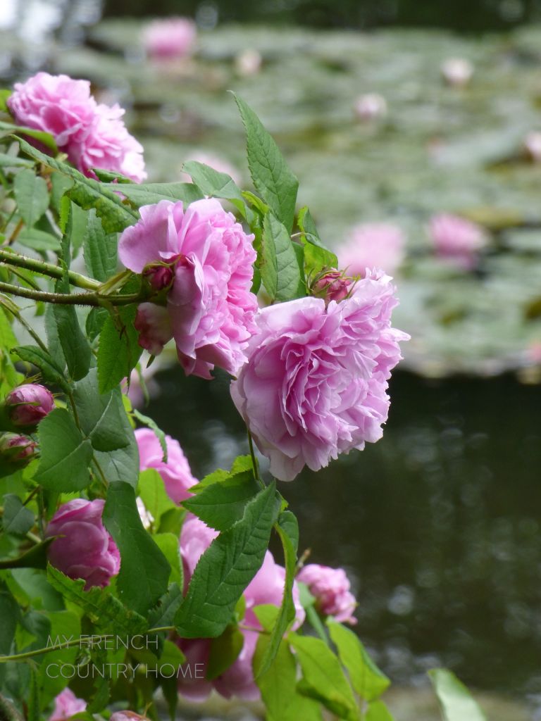 my-french-country-home-