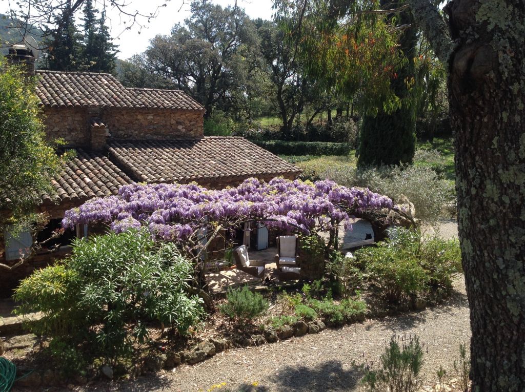 wisteria in flower over terrace of french house