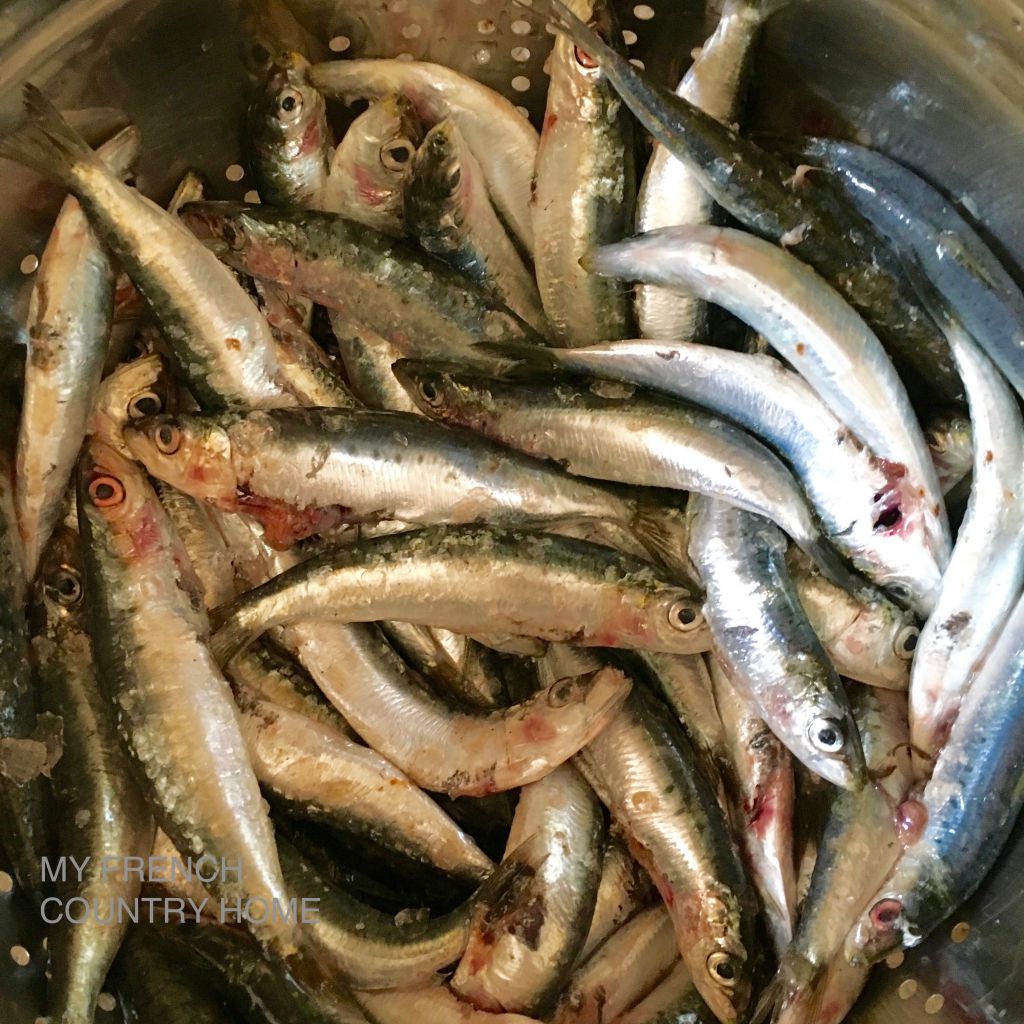 fresh sardines