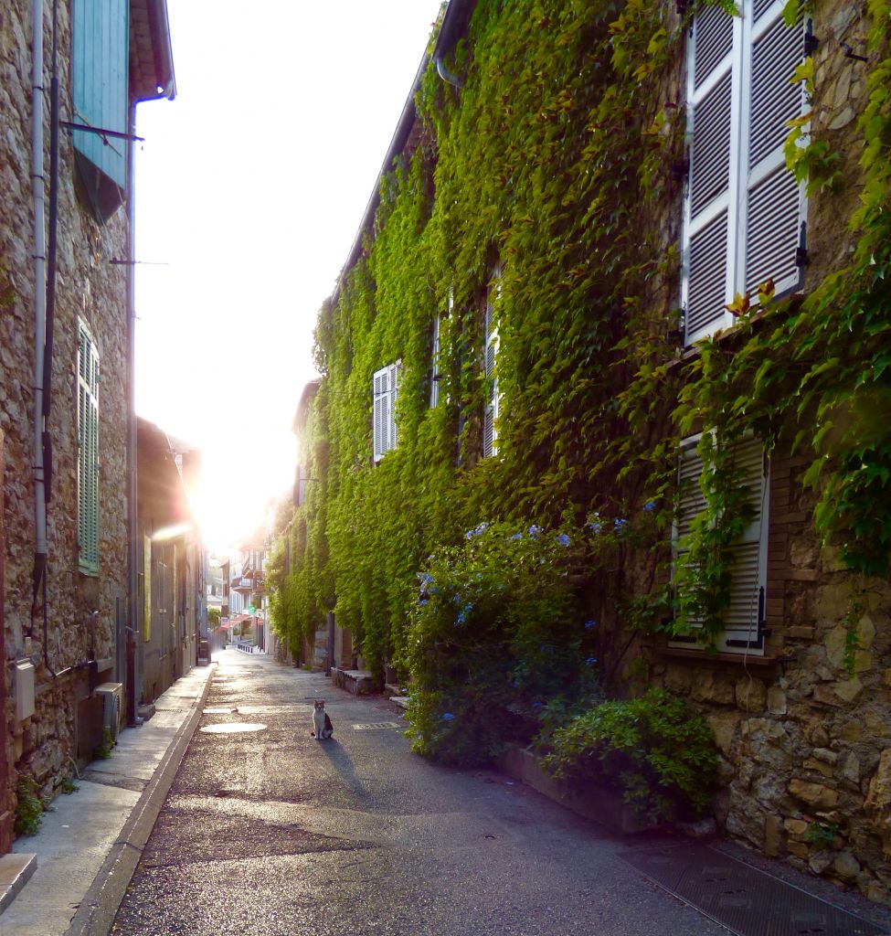 cat in street with ivy covered houses