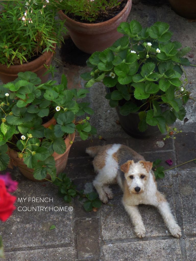 dog lying beside pots of strawberries