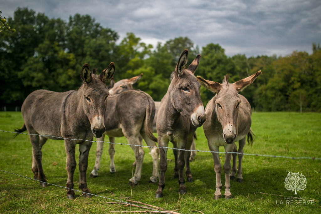donkeys in field at la reserve giverny