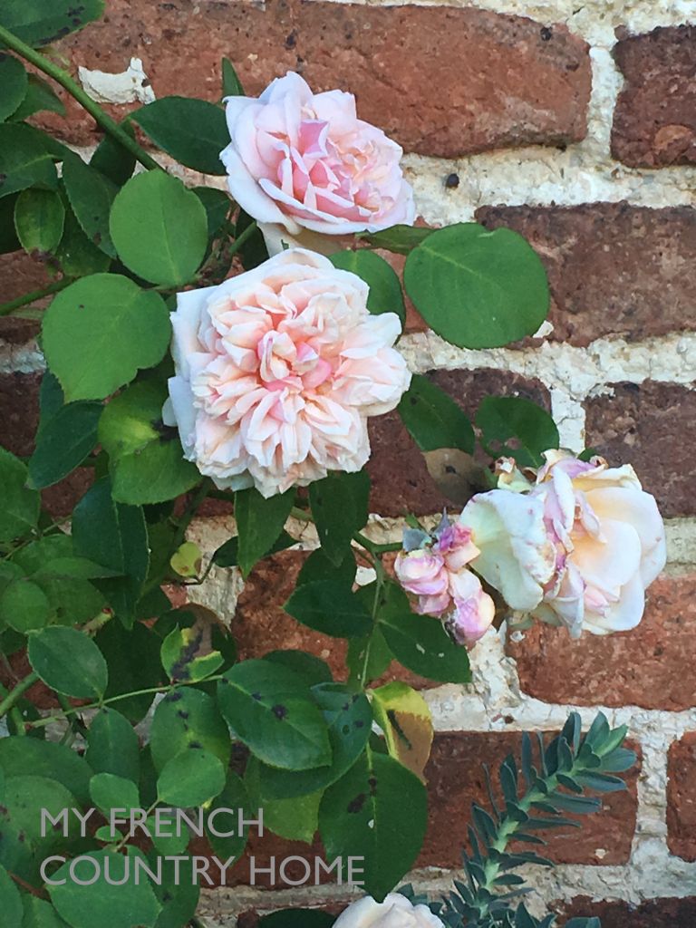 detail from sissinghurst gardens