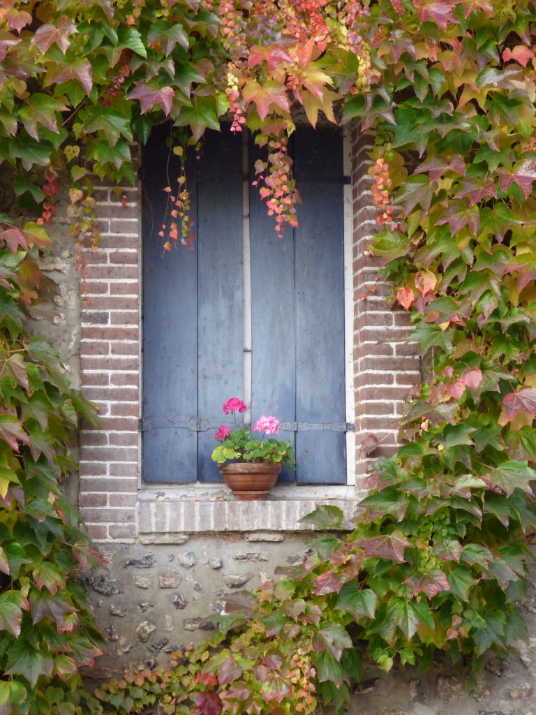 blue shutter and ivy on wall