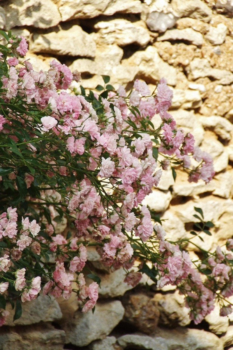 roses on the wall - 1