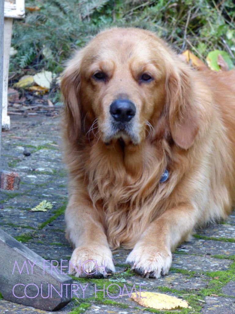 golden retriever dog