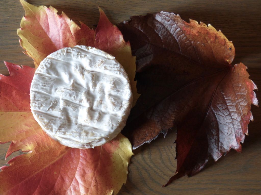 camembert cheese