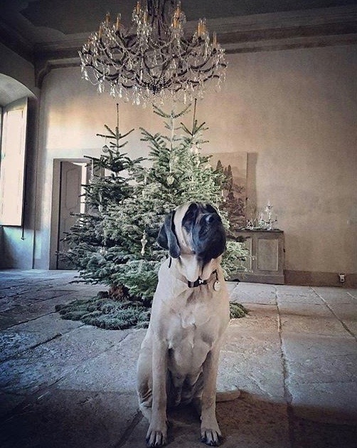 Daphne, resident star at chateau de moissac