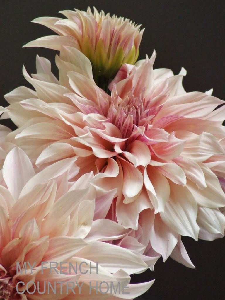 pink blush dahlias