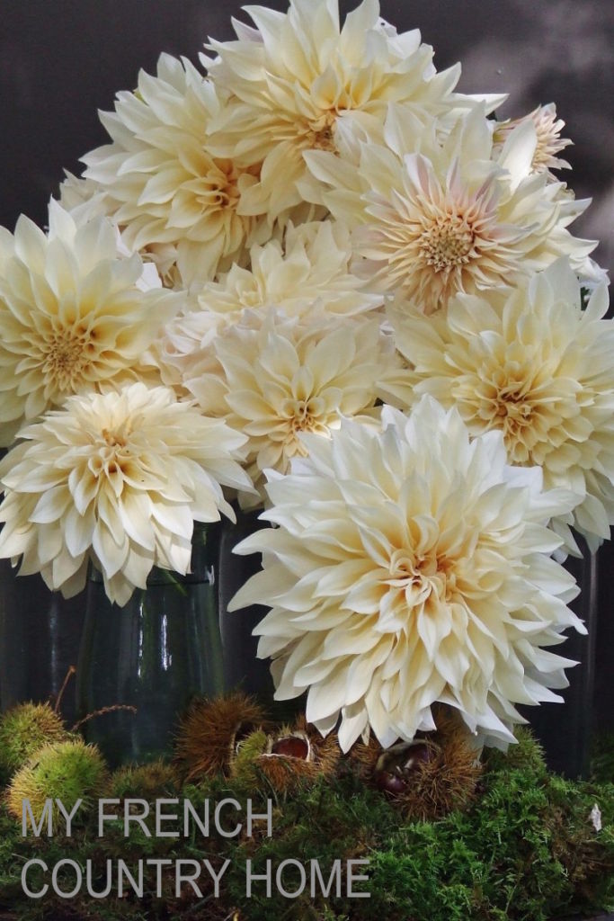 dahlias arranged together