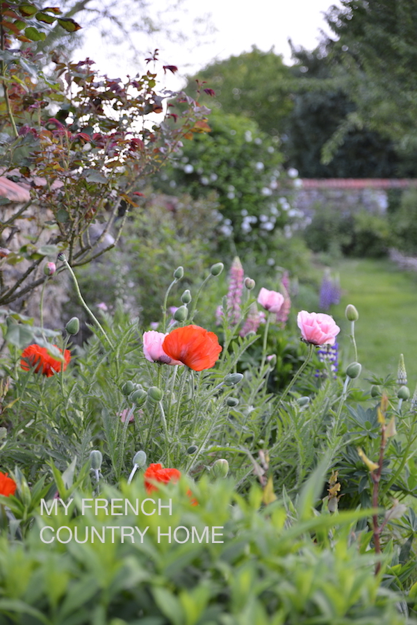 poppies in garden 