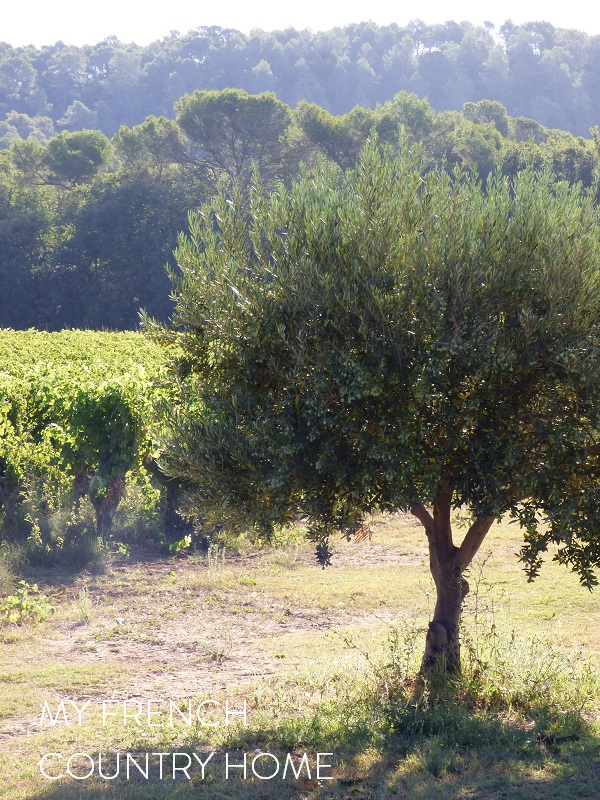 olive grove with vineyards