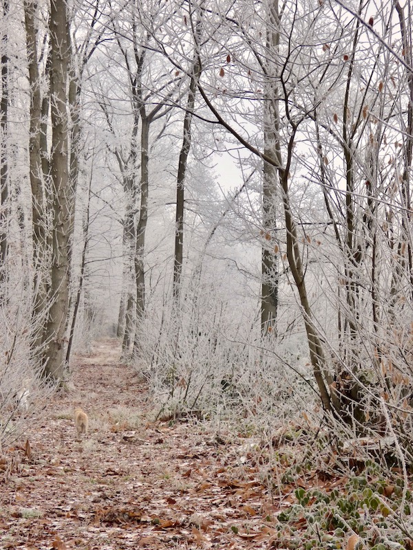 winter path through forest