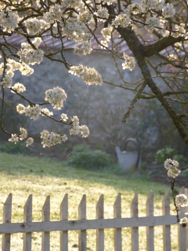 white blossom in morning sun