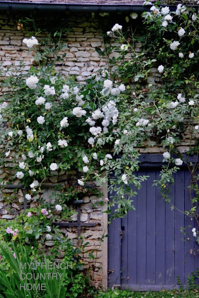 white roses on barn wall