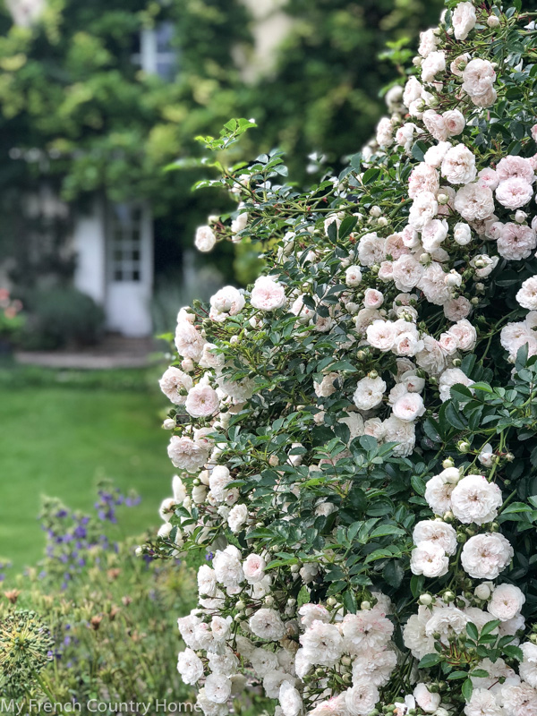 Roses in the garden- My Garden Parterres- MY FRENCH COUNTRY HOME