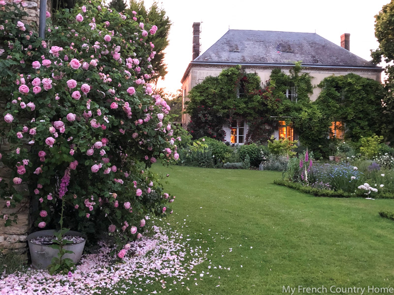 Pink rose petals at sunset- My Garden Parterres- MY FRENCH COUNTRY HOME