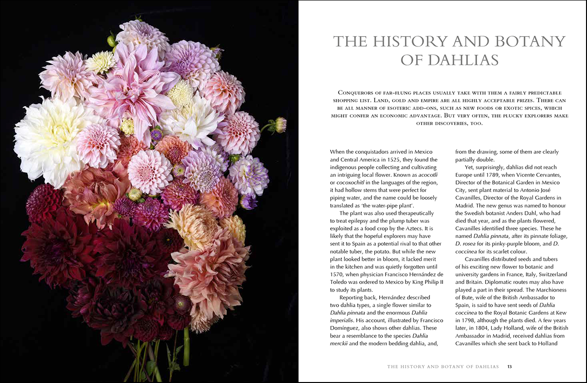 Georgianna Lane dahlias book 4