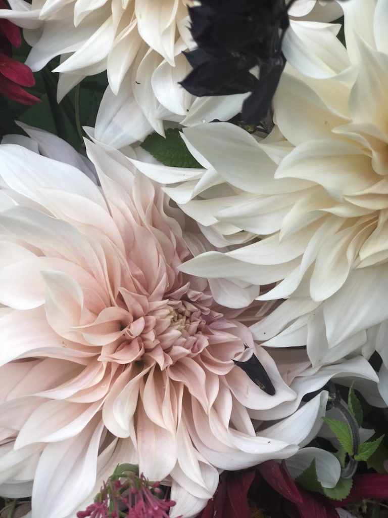 dahlias- early autumn in my garden- MY FRENCH COUNTRY HOME