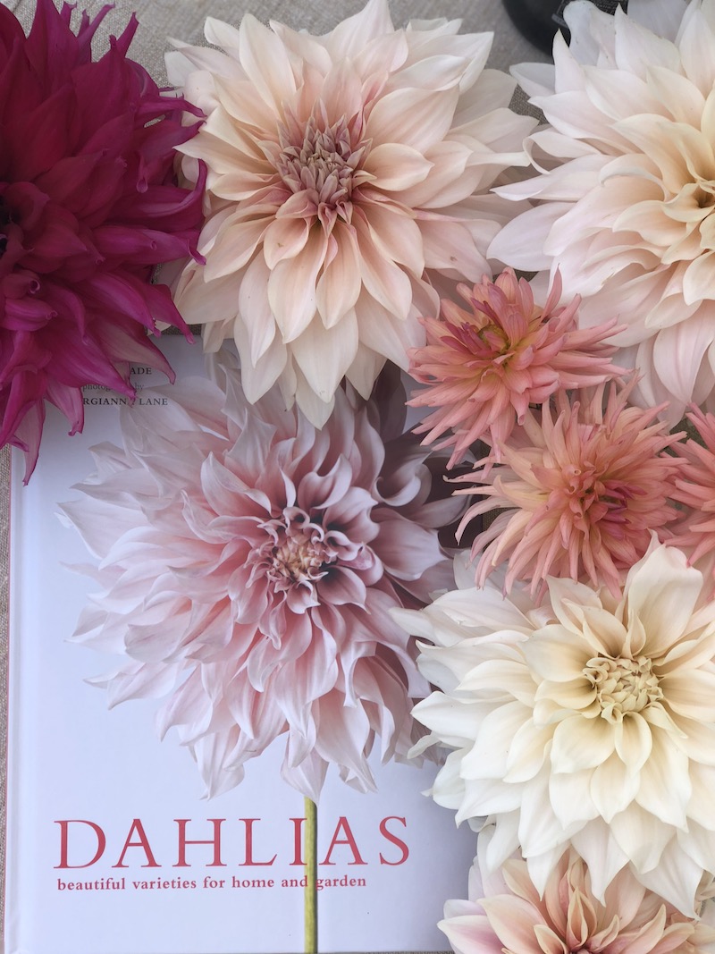 dahlias book with blooms