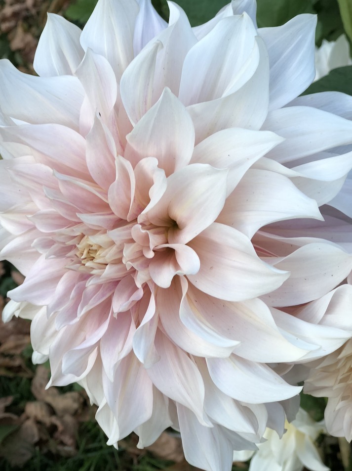 cafe au lait dahlia