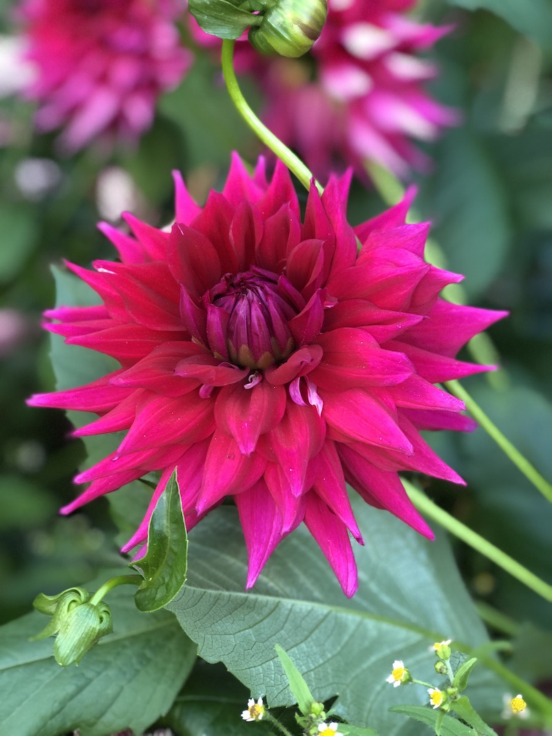 deep pink dahlia