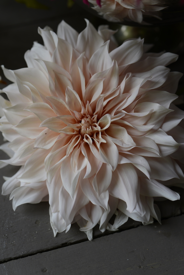 indian summer flowers- MY FRENCH COUNTRY HOME