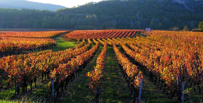 vineyards champagne